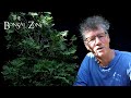 Pruning My Cedar Clump Forest, The Bonsai Zone, Aug 2021