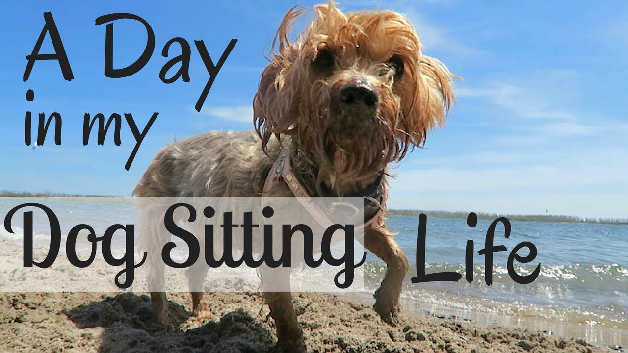 Dog Sitting Routine My Dog Sitting Routine | Halle the Yorkie - YouTube