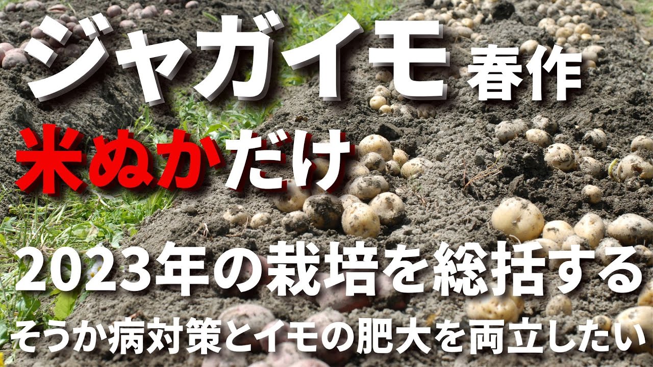 【ジャガイモ総集編】米ぬかだけで育てた2023年の春作を振り返り、今年の栽培計画に役立てたい－Vol.191（2023.02.06～2023.06.04）