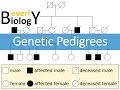 Genetic Analysis and Pedigree Charts
