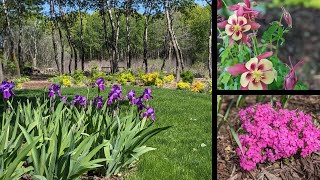 Mid May Garden Tour | columbine, crabapples, iris & more! | Serenity Now Garden