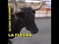LA FLECHA (Va) Último encierro urbano, fiestas 13/6/2017