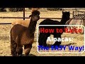 How to Raise Alpacas - The Easy Way!