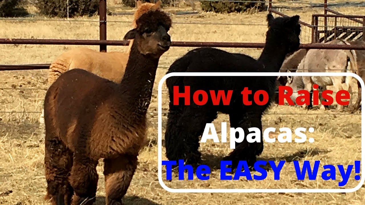 How to Raise Alpacas The Easy Way! YouTube
