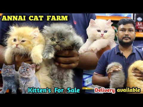 Cats For Sale in Bangalore : Buy Pet Kittens Online Near You