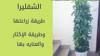 نبات الشفليرا و طرق العناية بها