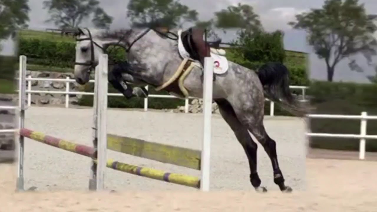 Hunter Jumper Horse for Sale YouTube