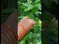 Nature 🌼🌿🍀☘️ #flowers #naturelovers #nature #plants #love #reels #shorts