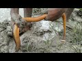 Yellow Monster Eel Fish Catching Village Boy Catching Eel Fish From Mud Eel Fish Video