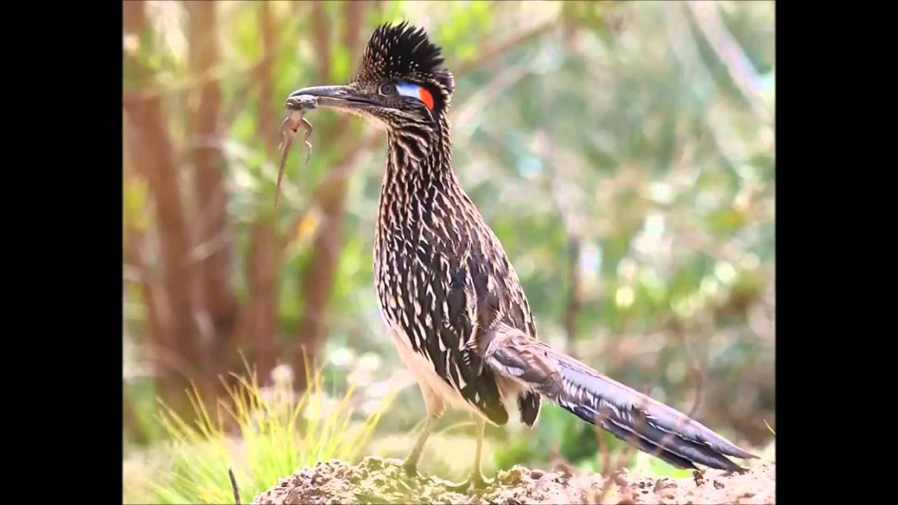 roadrunner sound call - YouTube