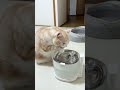 水に手を突っ込んで飲む猫🤣 #猫 #ねこ #猫動画 #ねこ動画 #猫あるある #猫好きさんと繋がりたい #猫のいる暮らし #猫のいる生活 #ねこのいる暮らし #cat
