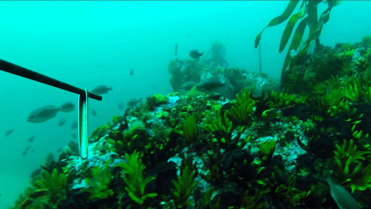 Spearfishing Yellowtail kingfish Cape Town South Africa