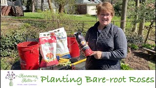Planting Bare Root Roses  ‍❤