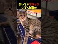 迷惑猫の笑えるイタズラ！５選#cat #面白集 #ねこ #笑ったら負け