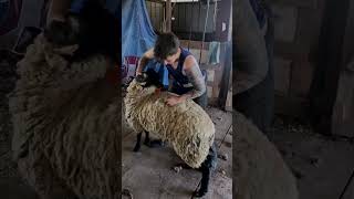 Full Shear Of An American Black Faced Sheep by Right Choice Shearing 21,527 views 10 months ago 1 minute, 42 seconds