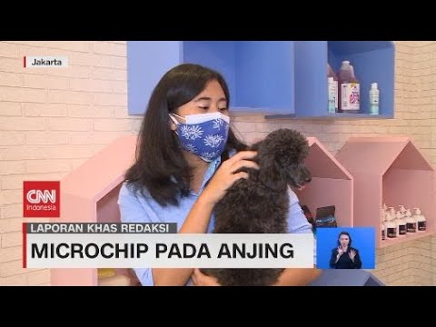 Video: Apakah Aman Untuk Microchip Anjing Anda?