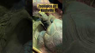 Visitando al Zoológico de Nashville, Tennessee #zoológico #tigres #cocodrilo #zebra #ostrich #iguana