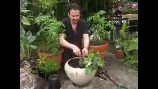 How grow broccoli in your garden