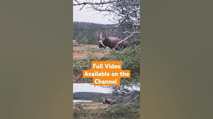 Trophy Moose Hunting Newfoundland Canada