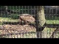 Cinereous Vulture eating at Lincoln Park Zoo