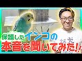 【動物とお話し】過酷な施設にいたインコとzoomで話してみた