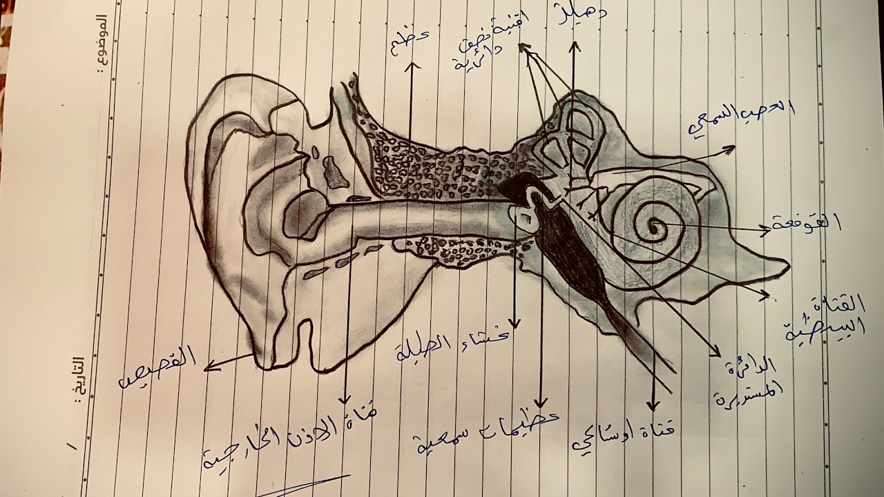 رسم اذن الانسان🦻🏻💗 للصف #الخامس_العلمي #الفصل_السادس