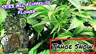 Seed To Harvest - In House Genetics #2