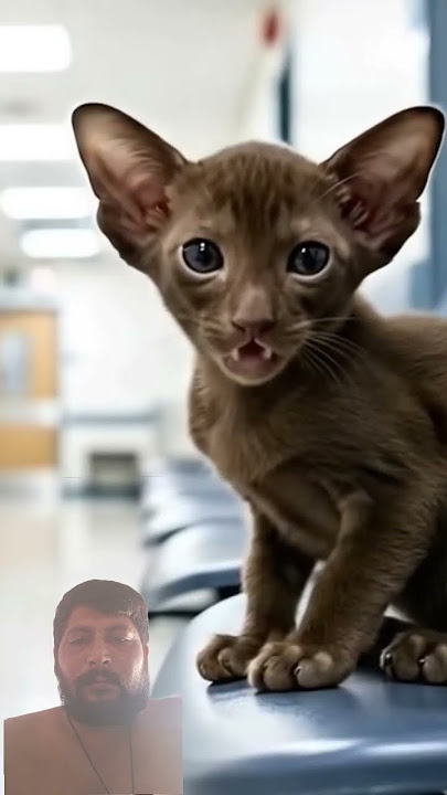 #cute #cat #animation #animals #beautiful #funny #lifeisbutadream #funnyimages #scary #whowillbemyli