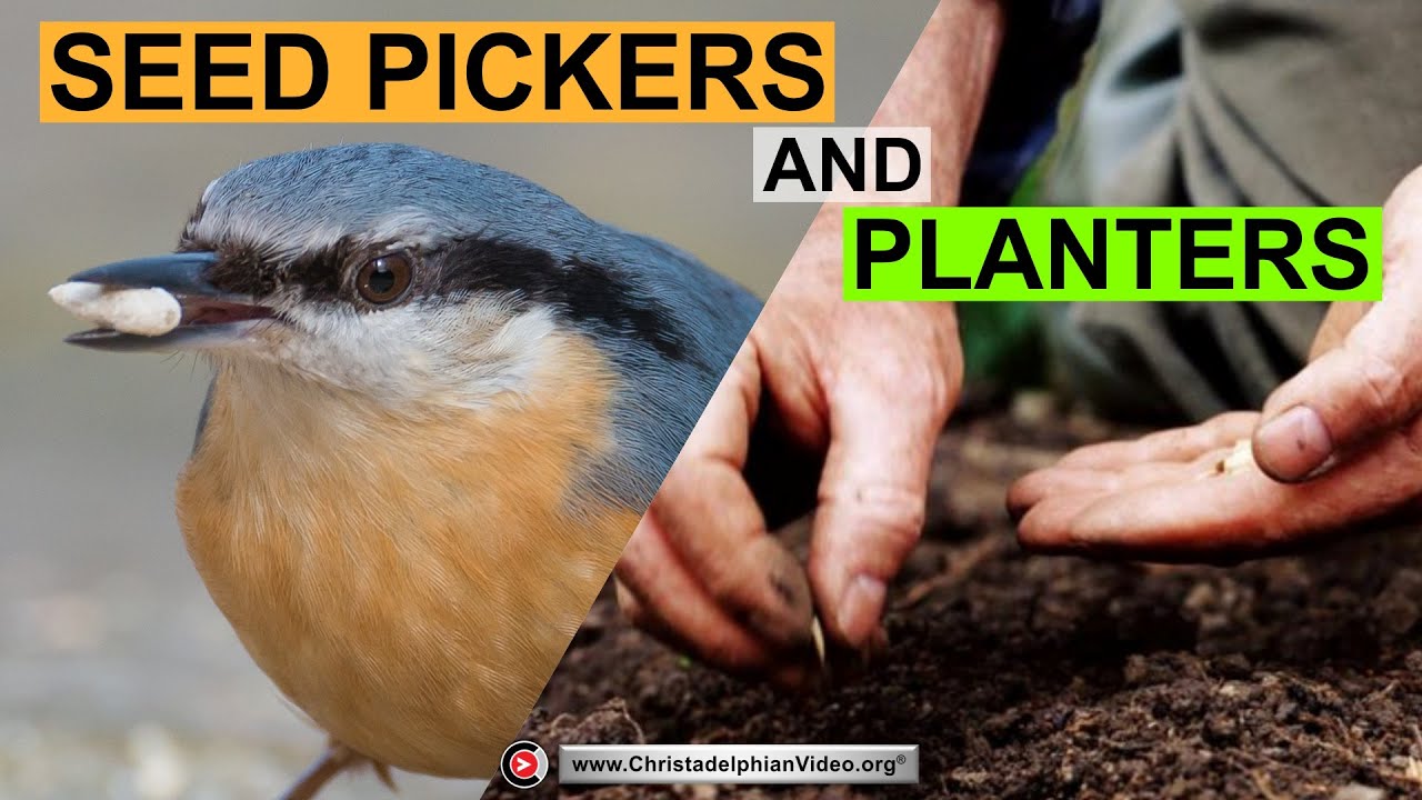 Seed Pickers and planters YouTube