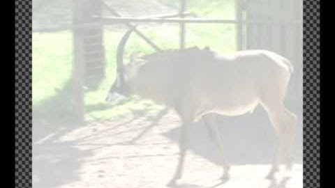 Animating Animals With FORCE — Four-Legged Walk