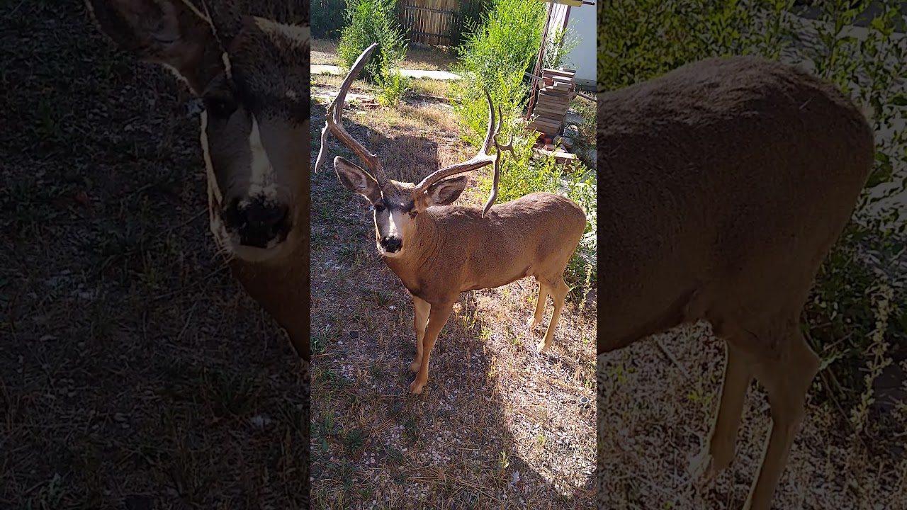 hemoso venado macho 🦌