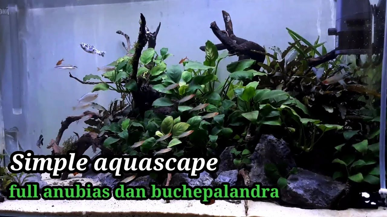 SETTING TANK 80CM FULL ANUBIAS DAN BUCHEPALANDRA YouTube