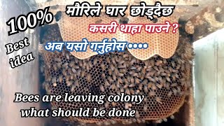 Apis cerana BEE  मौरिले घार १००% छोड्दैछ कसरी थाहा पाउने र घार नछोड्ने  उपाया के  गर्ने l