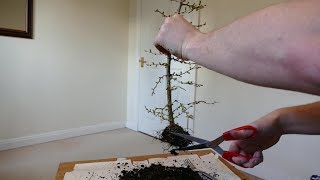 Larch Bonsai Root Pruning And Vine Weevil Damage (Spring 2019 Update)