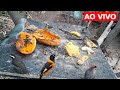 Camera ao vivo - Passarinhada comendo soltos - Birds live
