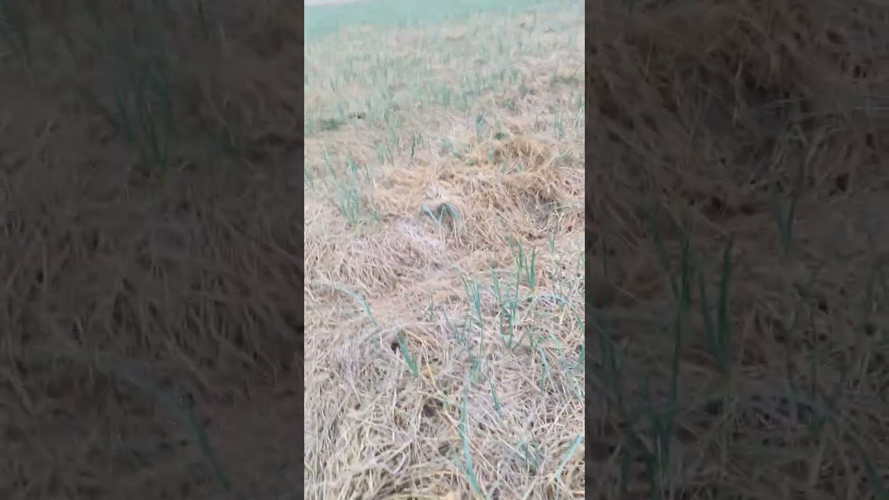 pig attack on desi gulabi garlic 🧄.