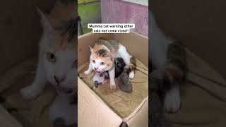 #catmummy #saveanimals #spain #poland #turkey #morocco #germany #unitedkingdom #americandream