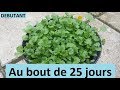 Faire pousser de la coriandre en pot/ Adapter pour balcon/ Débutant/ How to grow coriander