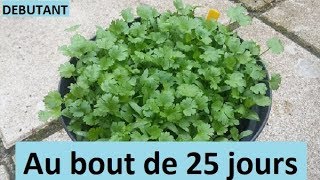 Faire pousser de la coriandre en pot/ Adapter pour balcon/ Débutant/ How to grow coriander