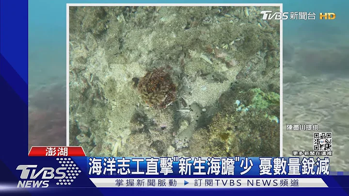 海洋志工直擊「新生海膽」少 憂數量銳減｜TVBS新聞 - 天天要聞