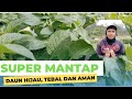MORDENFOL UNTUK TANAMAN KENTANG!! PUPUK DAUN TERBAIK