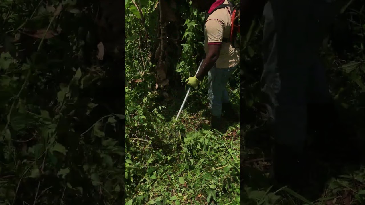 Satisfying Brush Cutter Lawn Trim | Clean & Smooth Cuts