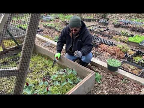 Video: Pěstování rostlin trillia: Jak zasadit trillium