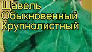 Щавель обыкновенный Крупнолистный. Краткий обзор, описание характеристик, где купить семена Щавель обыкновенный Крупнолистный. Краткий обзор, описание характеристик, где купить семена