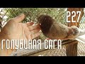 Голубиная сага - Как отличить голубя от голубки (Серия 227)