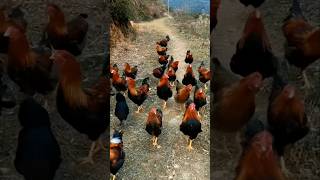 Chicken dance 🕺🐓 #shortvideo #funny #chicken #shortsfeed