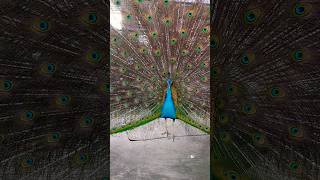 Download Lagu ayam merak #shorstfeed #subscribe MP3