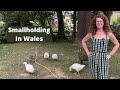 Revisit a smallholding in uk  homestead in wales