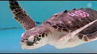 Kia Charging Anywhere: Conservation with Sea Turtle, Inc.