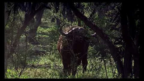 Hunting Cape buffalo with a 460 Weatherby